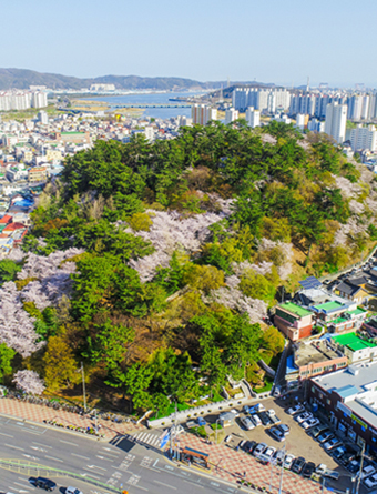 3경 학성공원의 벚꽃과 동백