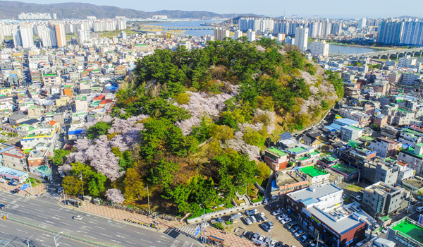 3경 학성공원의 벚꽃과 동백