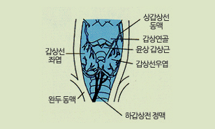 갑상선의 구조