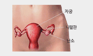 여성 자궁의 구조