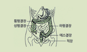 대장의 모식도