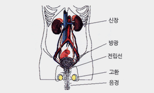 남성 비뇨생식기 해부도