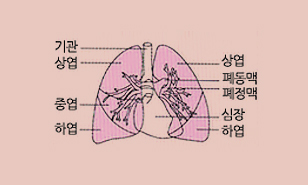 폐의 구조