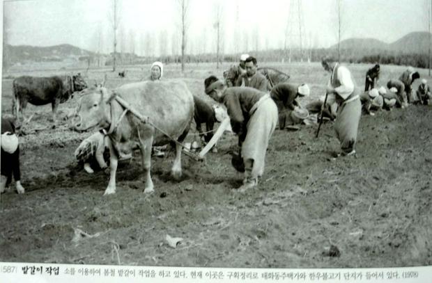 태화불고기단지에서의 밭갈이 작업(1978)