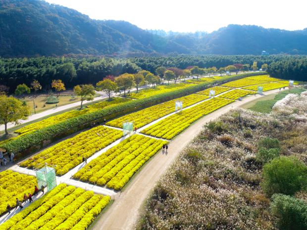 태화강국가정원 정원산업박람회 전경(국화,갈대)