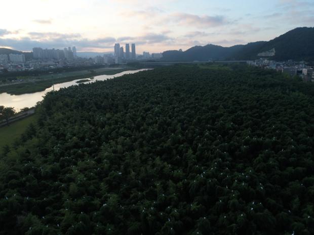 태화강국가정원 정원산업박람회 전경