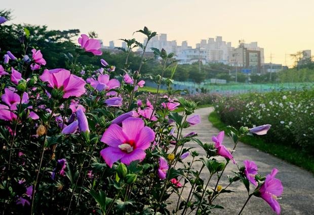 태화강국가정원의 무궁화동산