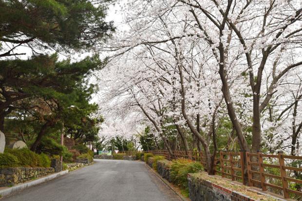 학성산 벚꽃길