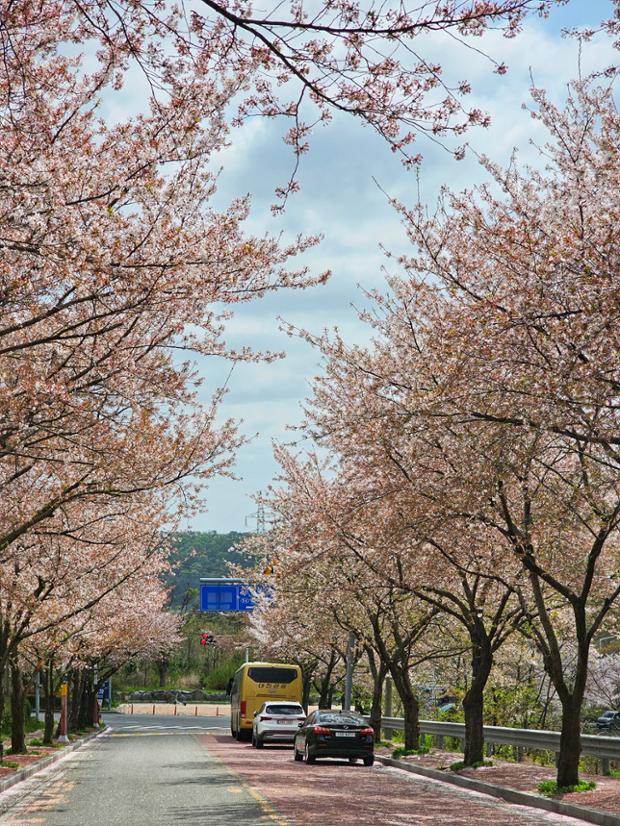 울산테크노파크 입구 벚꽃