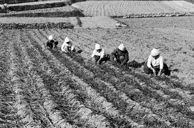 보리증산을 위한 묘상