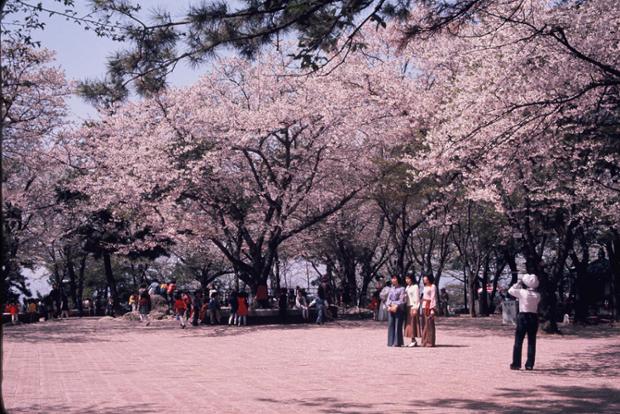 학성공원 정상의 벚꽃