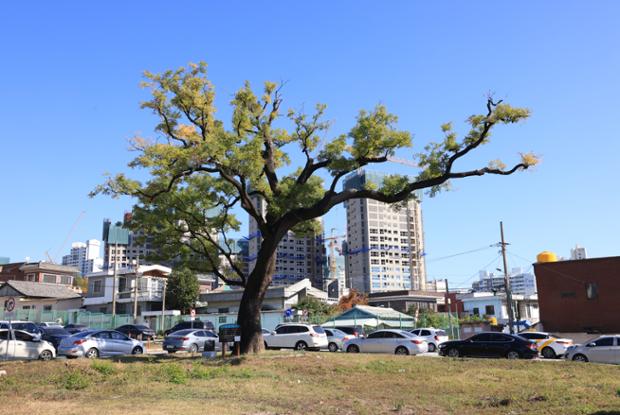 구 울산초등학교 주변시가지