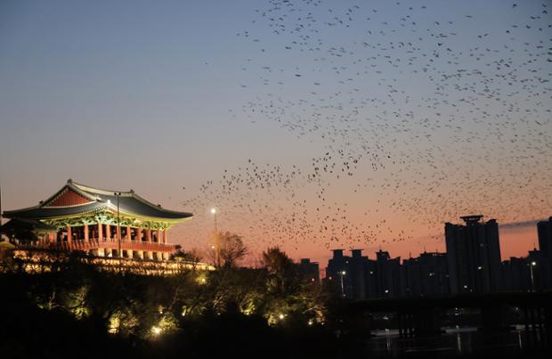 태화루주변의 떼까마귀 군무